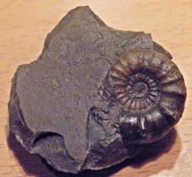 Tonstein aus dem Zeitalter-Unterjura - mit Ammonit oder so