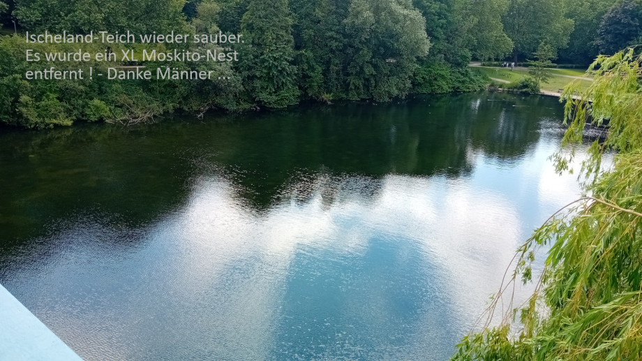 Klimawandel - Hagen musste eine Moskito-Aufzucht-Stelle - den ganzen Teich abmähen - auf - 0,8 m Tiefe - WBH nach den Verfahren fragen das angewendet wurde.