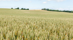 1 Stück DBHD 1.3 bei Glasin - Mecklenburg-Vorpommern BRD