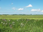 1 Stück DBHD 1.3 bei Jürgenshagen - Mecklenburg-Vorpommern BRD