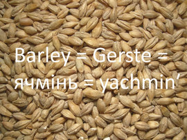 Barley = Gerste = ячмінь = yachminʹ