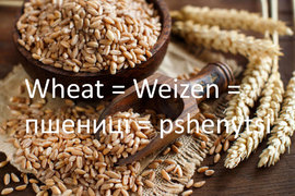 Wheat = Weizen = пшениці = pshenytsi