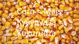 Corn = Mais = Кукурудза = Kukurudza