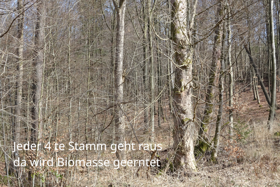 Hagens OB Rehbein will Nahwärmenetz mit Holz Hackschnitzel Heiz-Brennern