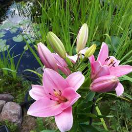 Baday Güldeniz - G. Beauty-Studio Meinerzhagen - Wimpern