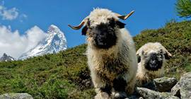 G. Beauty Meinerzhagen - Wimpern - Lashes